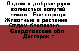 Отдам в добрые руки волнистых попугай.чиков - Все города Животные и растения » Отдам бесплатно   . Свердловская обл.,Дегтярск г.